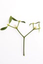 Mistletoe Viscum album isolated on white background Royalty Free Stock Photo