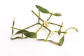 Mistletoe Viscum album isolated on white background Royalty Free Stock Photo