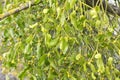 Mistletoe (Viscum album) parasitizes on a tree Royalty Free Stock Photo