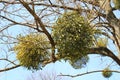 Mistletoe (Viscum album) parasitizes on a tree Royalty Free Stock Photo