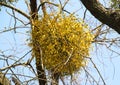 Mistletoe (Viscum album) parasitizes on a tree Royalty Free Stock Photo