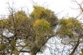 Mistletoe (Viscum album) parasitizes on a tree Royalty Free Stock Photo