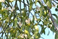 Mistletoe (Viscum album) parasitizes on a tree Royalty Free Stock Photo