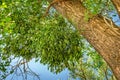 Mistletoe or Viscum album on a poplar branch