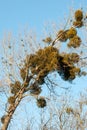 Mistletoe Viscum album on poplar trees in autumn