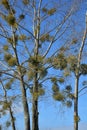 Mistletoe or Viscum album on the tree