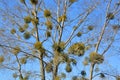 Mistletoe or Viscum album on the tree