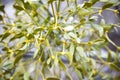 Mistletoe Viscum album Royalty Free Stock Photo