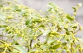 Mistletoe Viscum album Royalty Free Stock Photo