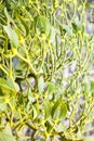 Mistletoe Viscum album Royalty Free Stock Photo