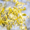 Mistletoe Viscum album Royalty Free Stock Photo