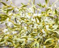 Mistletoe Viscum album Royalty Free Stock Photo