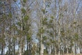 Mistletoe (Viscum album) woods