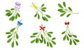 Mistletoe or Viscum Branches with Oblong Leaves and Berries Tied in Ribbons Vector Set