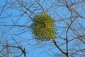 Mistletoe (Viscum) is an evergreen shrub plant, a genus of semi-parasitic shrubs