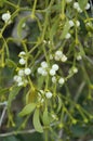 Mistletoe with white berries - Viscum album