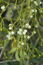 Mistletoe with white berries - Viscum album Royalty Free Stock Photo