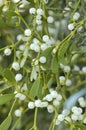 Mistletoe with white berries - Viscum album Royalty Free Stock Photo