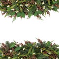 Mistletoe and Winter Flora Royalty Free Stock Photo