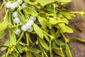 Mistletoe Royalty Free Stock Photo