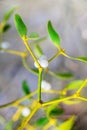 Mistletoes leaves and berries on a branches