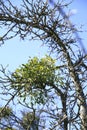 Mistletoes, sprigs of mistletoe parasite in apple tree in winter