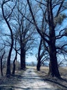 Mistletoes on The tree and the Path to Nowhere