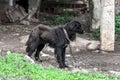 Mistreated Black Dog, Sad and Loosing Hair Royalty Free Stock Photo