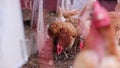 Mistreated chicken on free range chicken farm and stock breeding shows bad conditions in form of missing feathers sickness and dis