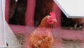 Mistreated chicken on free range chicken farm and stock breeding shows bad conditions in form of missing feathers sickness and dis