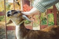 The mistress strokes a young Nubian goat.