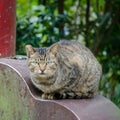 Mistrustful cat stares suspiciously straight ahead