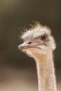 Mistrustful ostrich looking aside safari park