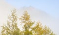 Mists on the trees in autumn, Endara reservoir, Navarra. Royalty Free Stock Photo