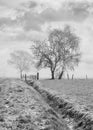 Misty agricultural scenery with beautiful shaped trees and ditch in a frozen field, Ravels, Belgium