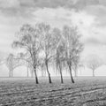 Misty agricultural scenery with beautiful shaped willow trees in a frozen field