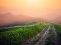 Misty alpine highlands in sunny day. Location Carpathian, Ukraine, Europe