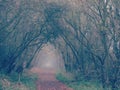 This misty arbored pathway leads somewhere