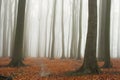 Misty autumn beech forest