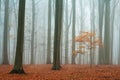 Misty autumn beech forest