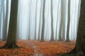 Misty autumn beech forest