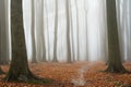 Misty autumn beech forest