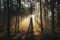 misty autumn coniferous forest at dawn autumn coniferous forest in foggy weather trees in most pines and larches backlit by the Royalty Free Stock Photo