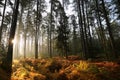 misty autumn coniferous forest at sunrise coniferous forest in the sunshine morning fog surrounds the pine trees lit by the rays Royalty Free Stock Photo