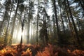 misty autumn coniferous forest at sunrise coniferous forest in the sunshine morning fog surrounds the pine trees lit by the rays Royalty Free Stock Photo