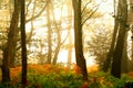 Misty autumn forest Royalty Free Stock Photo