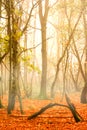 Misty autumn forest Royalty Free Stock Photo