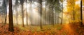 Misty autumn forest with beautiful rays of soft light Royalty Free Stock Photo