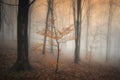 Misty autumn forest with colorful tree Royalty Free Stock Photo