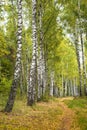 Misty autumn forest. Early autumn in misty forest. Morning fog in autumn forest Poland Europe Royalty Free Stock Photo